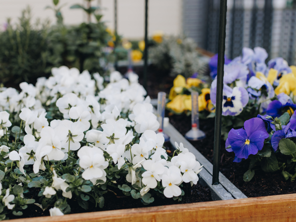 27 03 2023 De Rietkraag Souburgh Zorgpartners Tuin Bloemen Kleurrijk Viooltjes