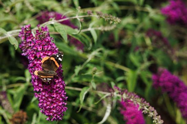 20 07 23 ZPMH Vijverhof, Gebouw En Tuin 20