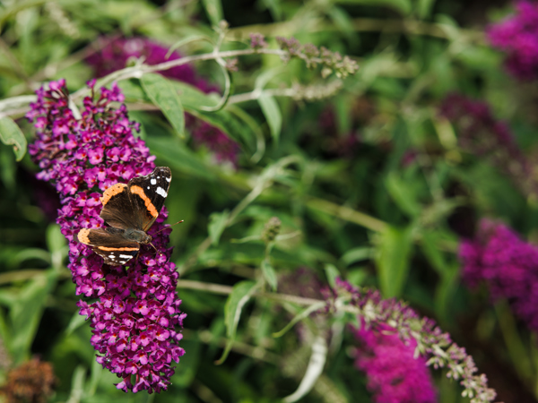 20 07 23 ZPMH Vijverhof, Gebouw En Tuin 20